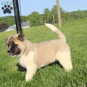 Buster, Akita Puppy